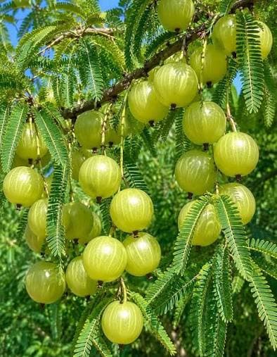 Amla