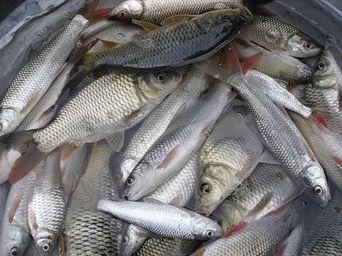 Fish