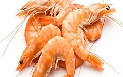 Prawns Fish