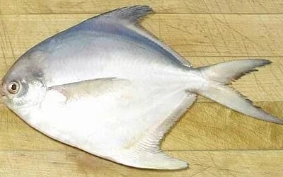 Pomfrft Silver Fish