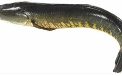 Sole Fish