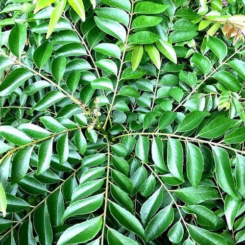 Curry leaves