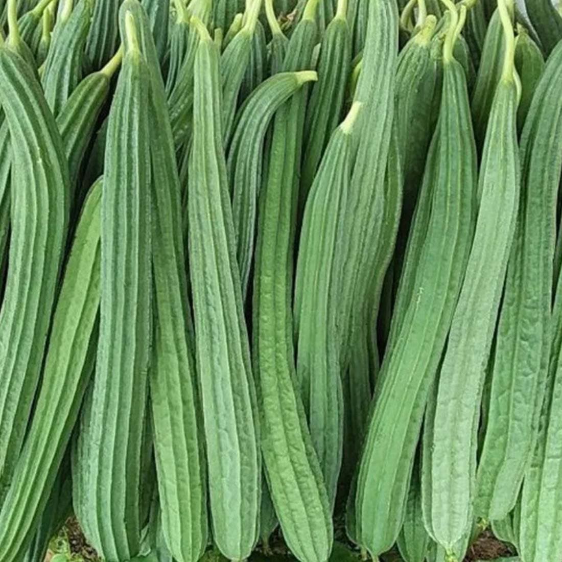 Ridge gourd