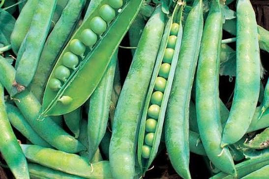 Leguminous beans
