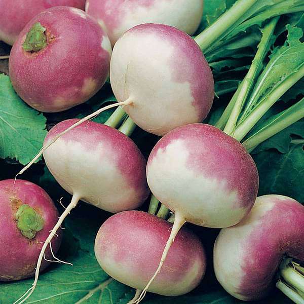 Turnip