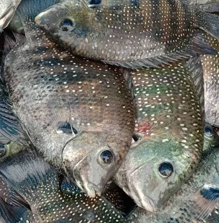 Kochi Fish