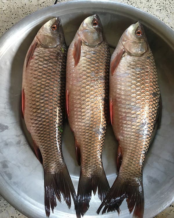 Rohu Fish