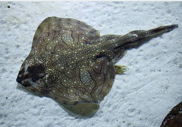 Skate Fish