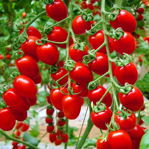 Tomatoes