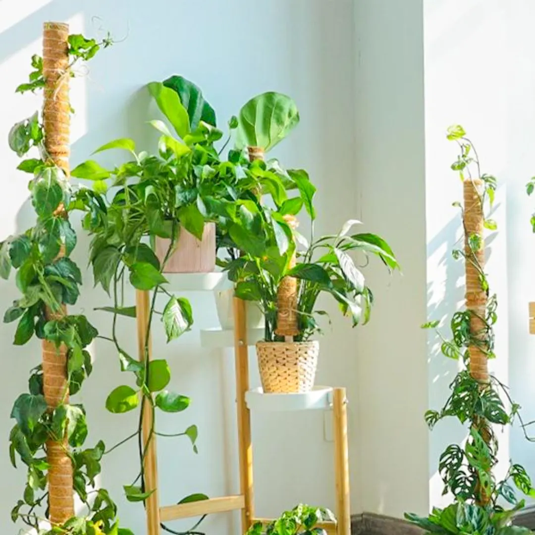 Coco Poles or Plant Climbers