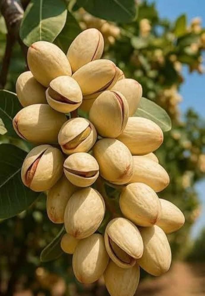 Pistachios