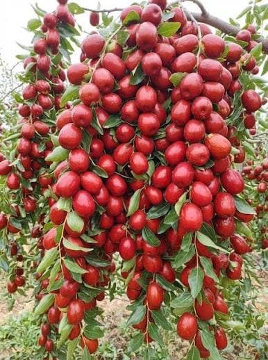 Ziziphus (Jujube)