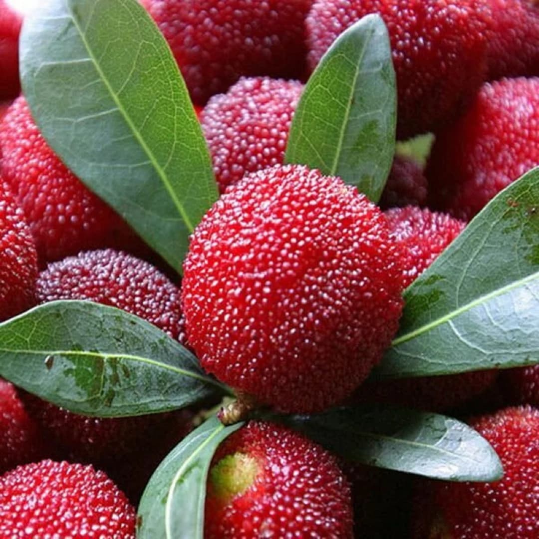 Yangmei (Chinese Bayberry)