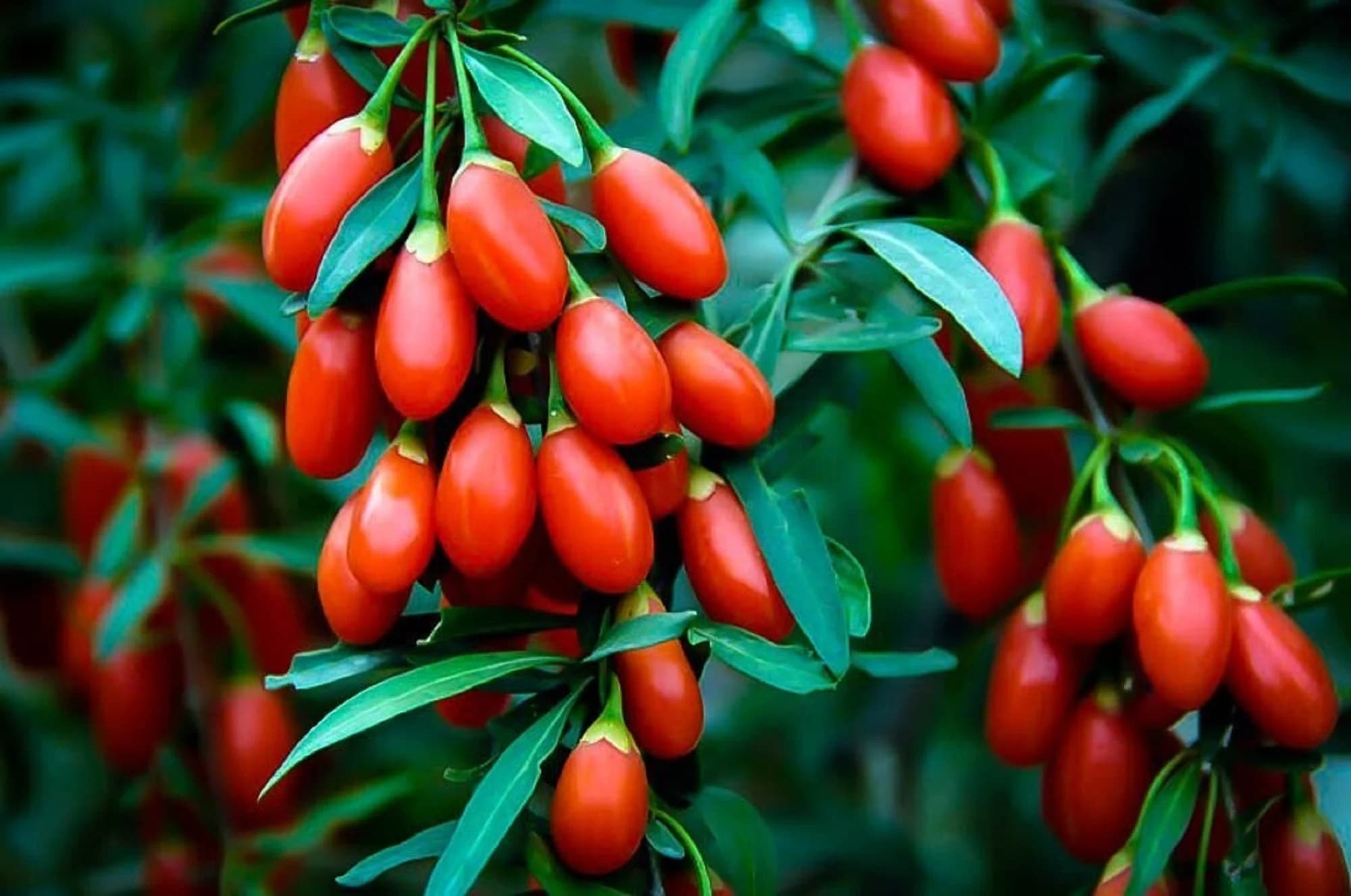 Wolfberry