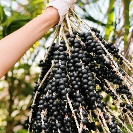 Açaí