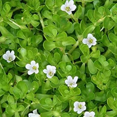 Brahmi