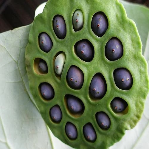 Lotus Seeds