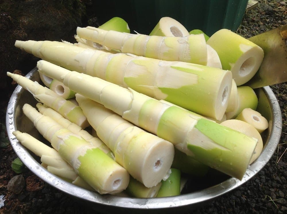 Bamboo shoots