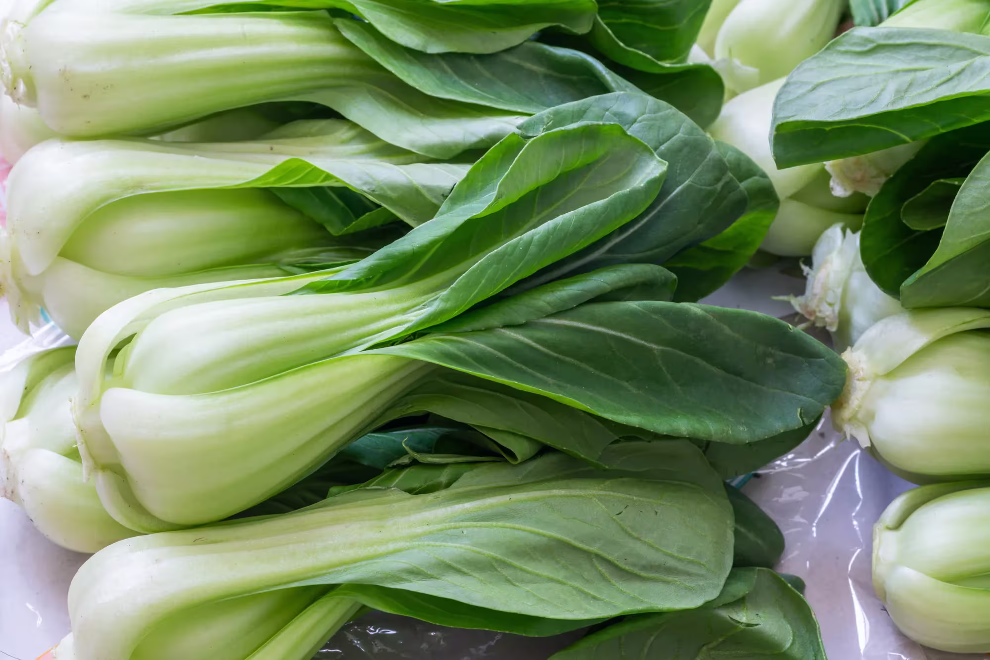 Bok choy