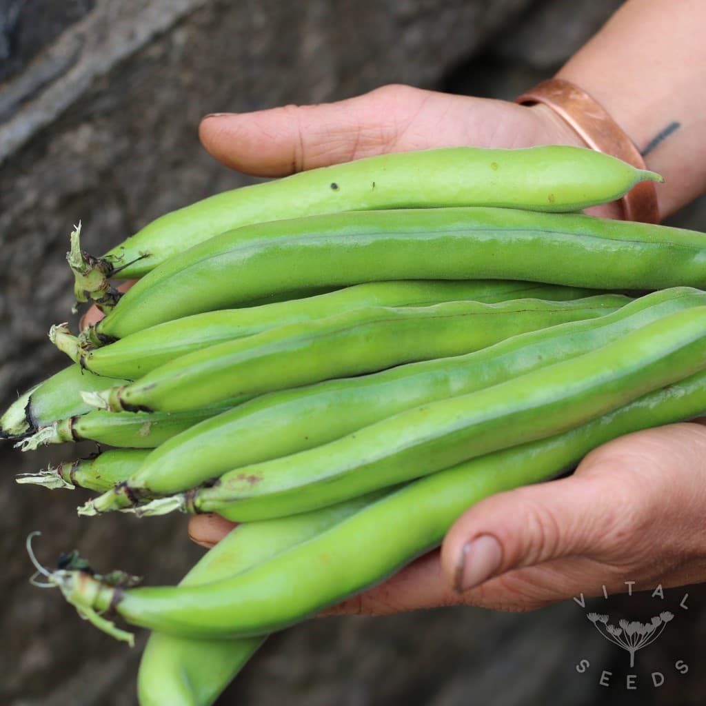 Broad beans