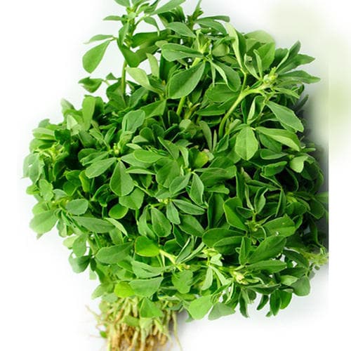 Fenugreek leaves