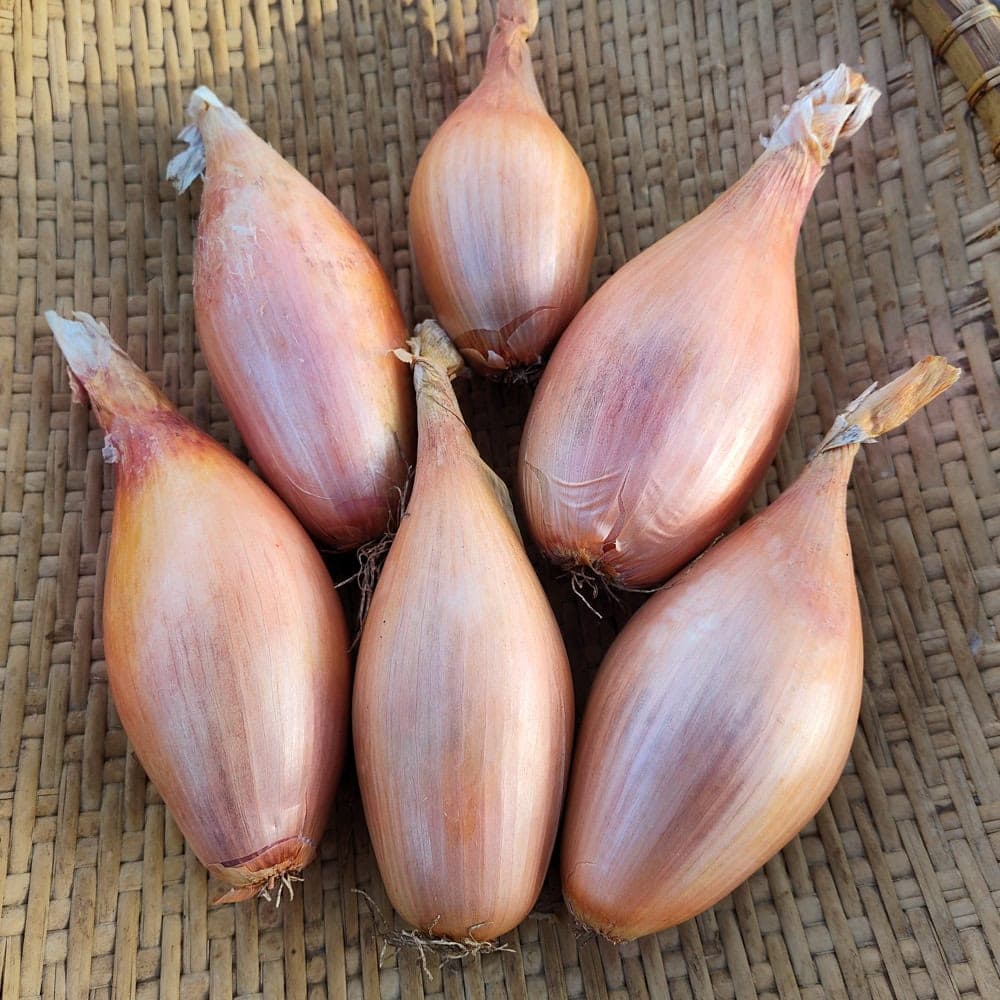 Shallot