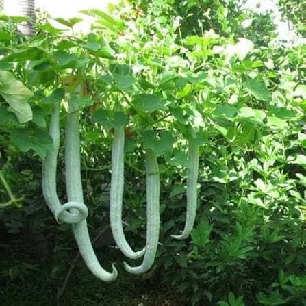 Snake gourd