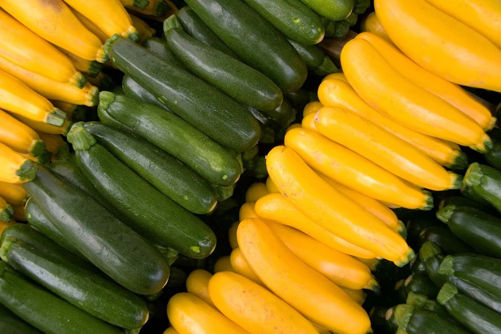 Zucchini