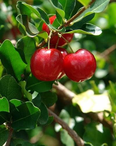 Acerola