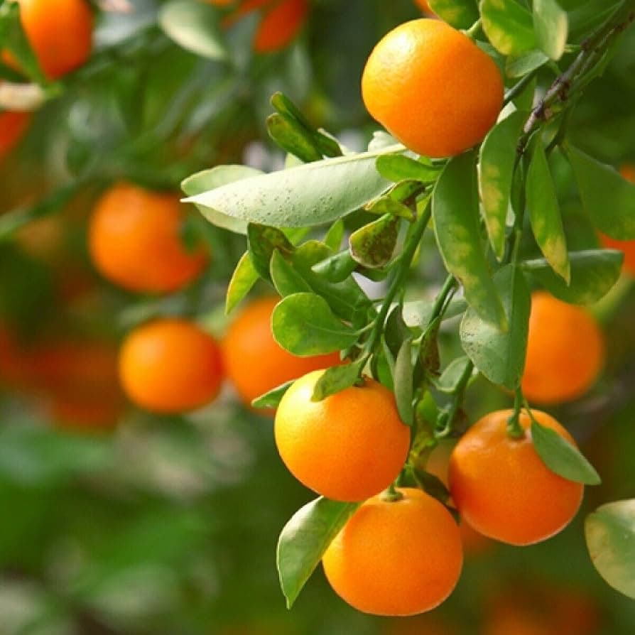 Clementine
