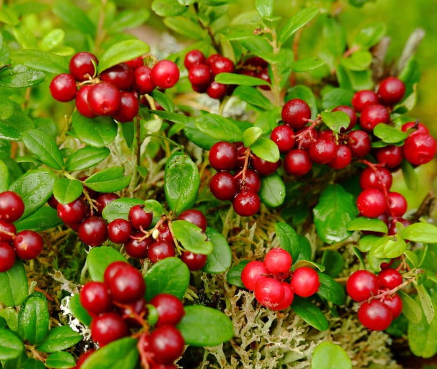 Cranberry
