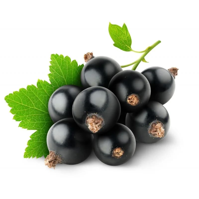 Currant