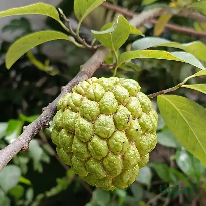 Custard Apple