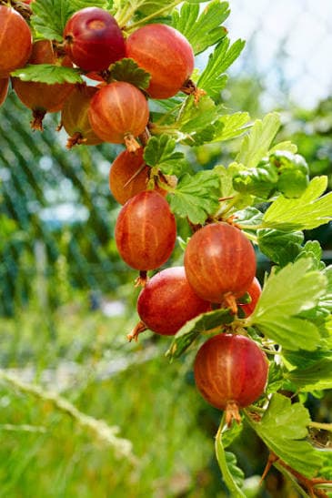 Gooseberry