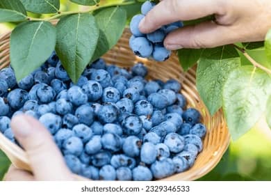 Huckleberry