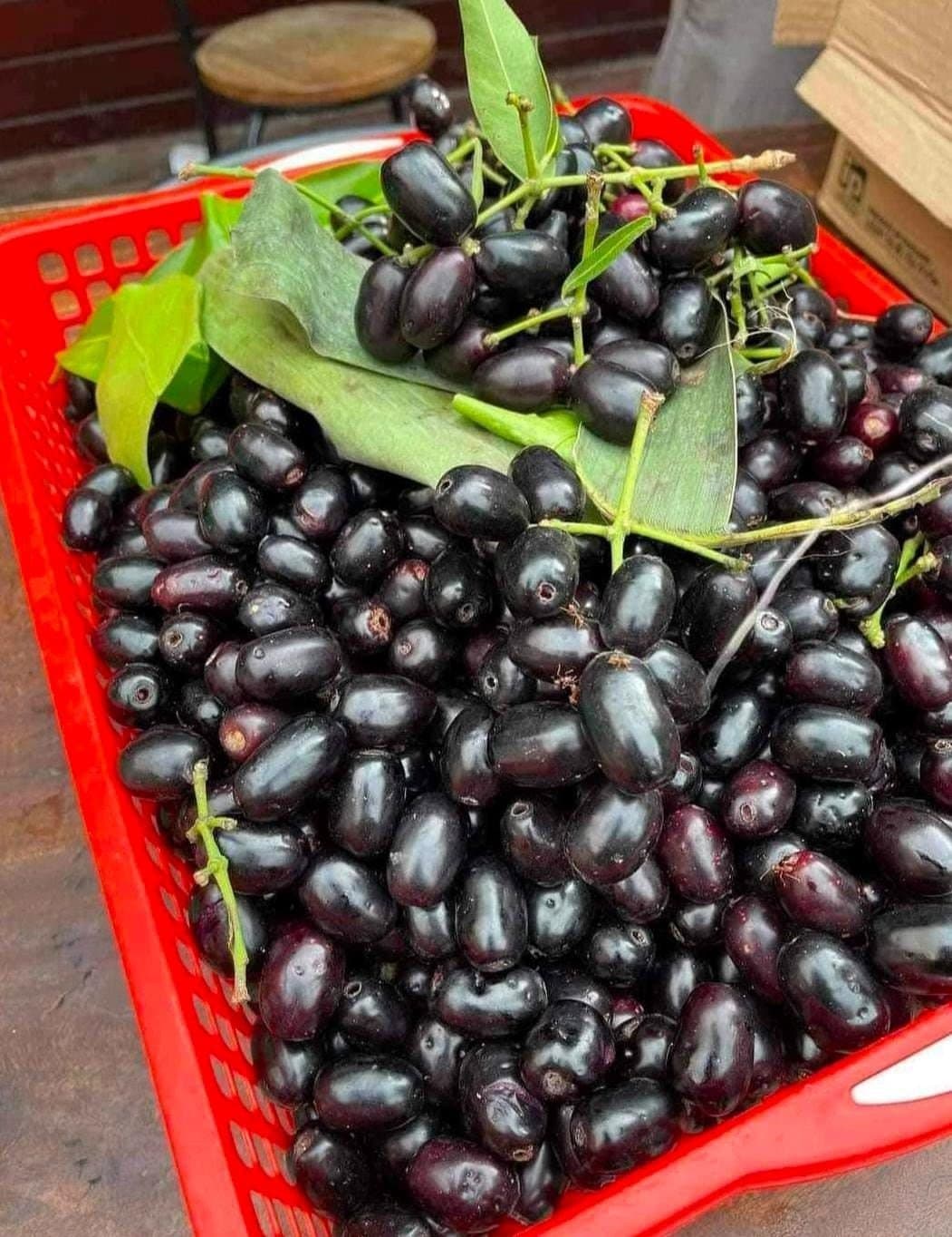 Java Plum