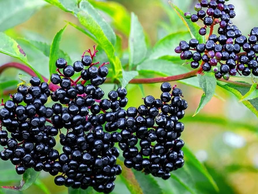 lderberry