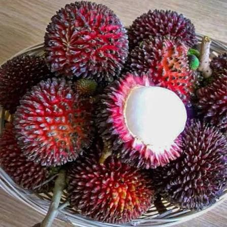 Pulasan