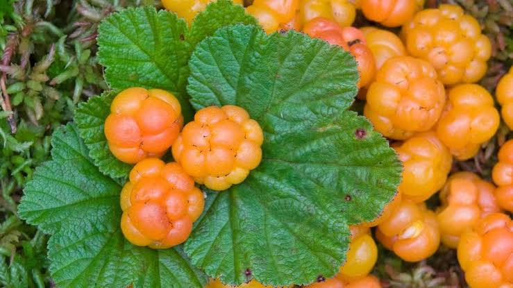 Cloudberry