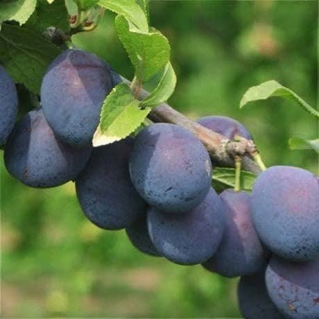 Damson