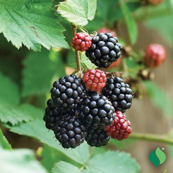 Dewberry