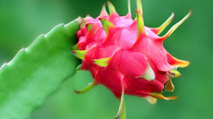 Dragon Fruit