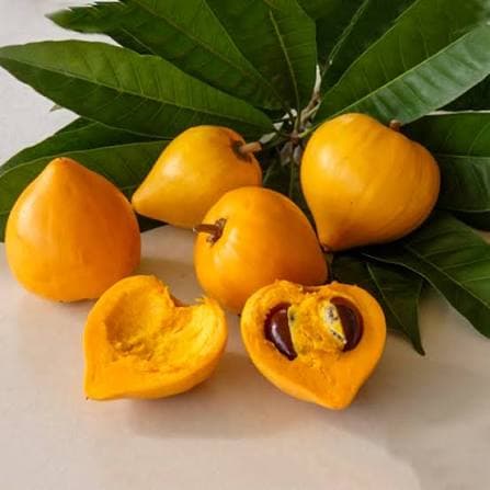 Eggfruit