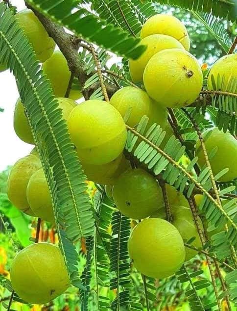 Emblic (Indian Gooseberry)