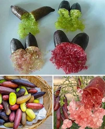 Finger Lime