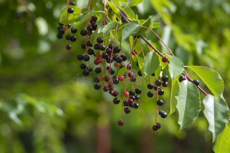 Hackberry