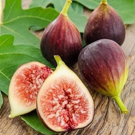 Indian Fig