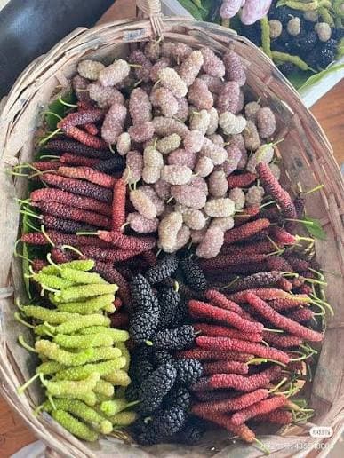 Mulberry