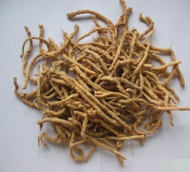 Punarnava