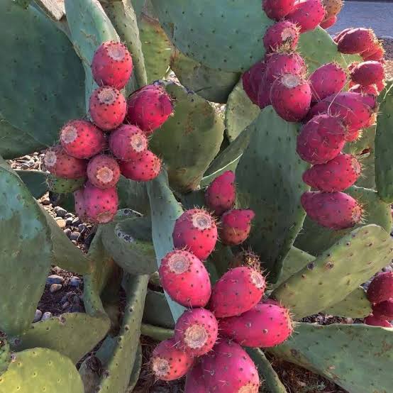 Prickly Pear